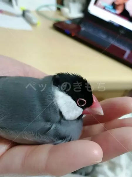 迷子鳥の画像