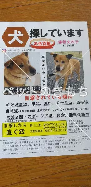 迷子犬の画像