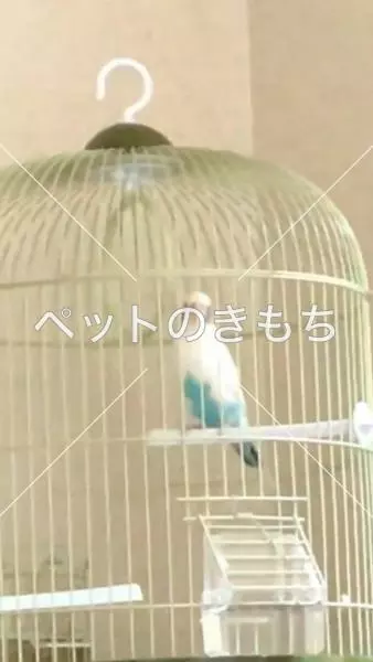 コメント投稿の画像