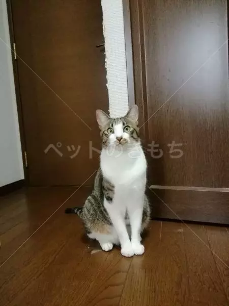 迷子猫の画像