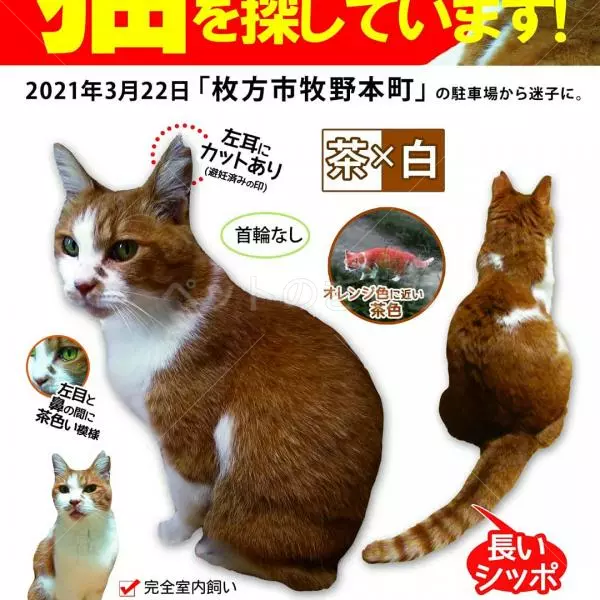 迷子猫の画像