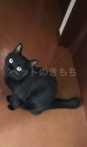 迷子猫の画像