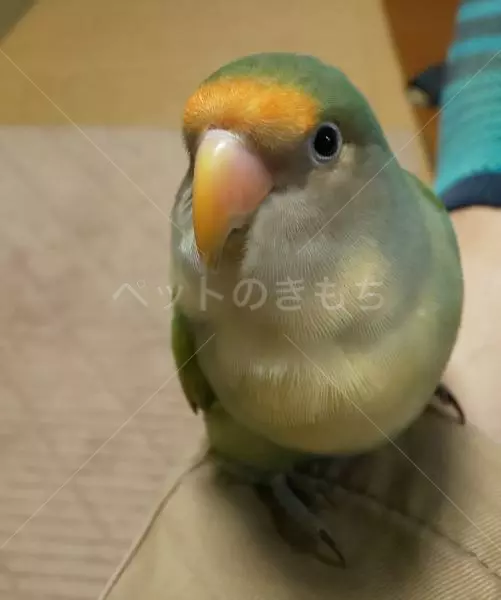 迷子鳥の画像
