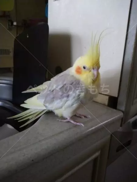 保護鳥の画像