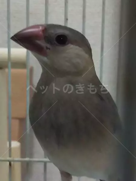 保護鳥の画像