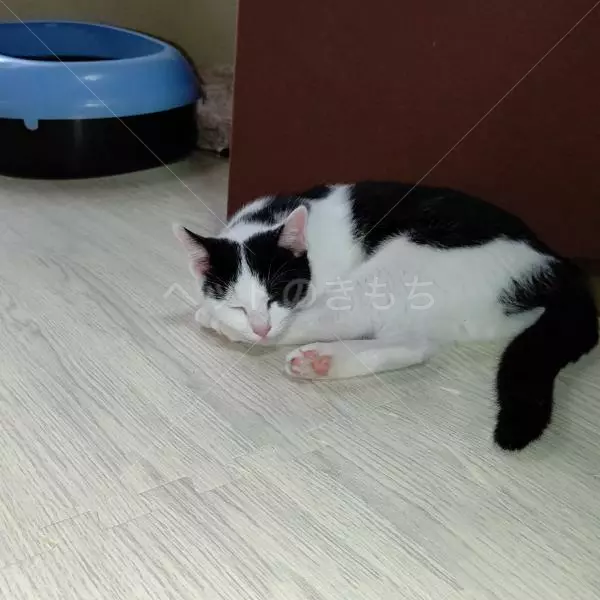 迷子猫の画像