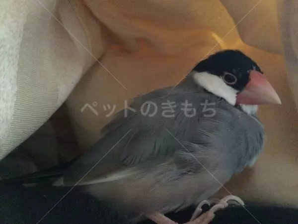 迷子鳥の画像
