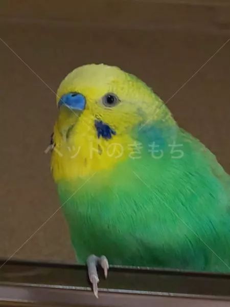 迷子鳥の画像