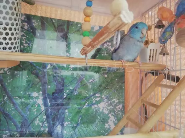 コメントの画像