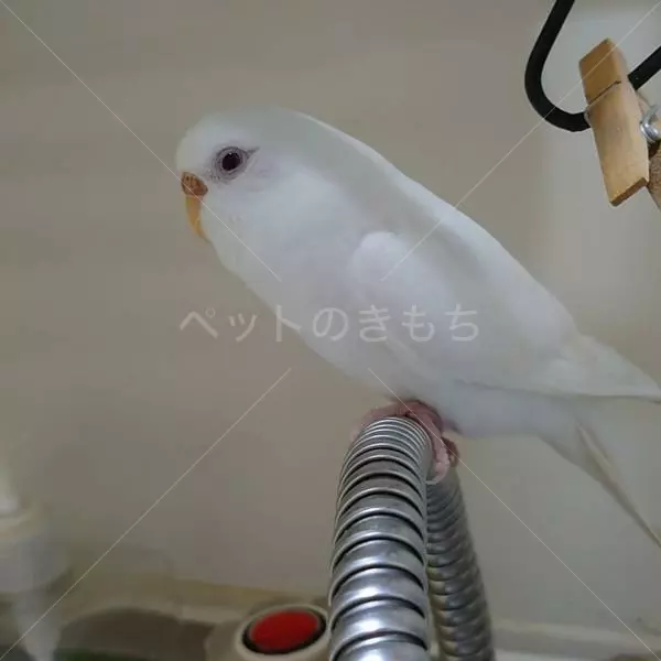 迷子鳥の画像