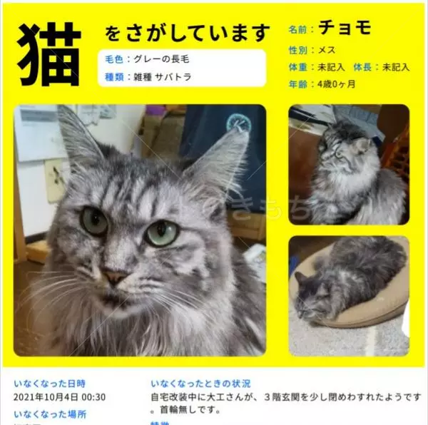 迷子猫の画像