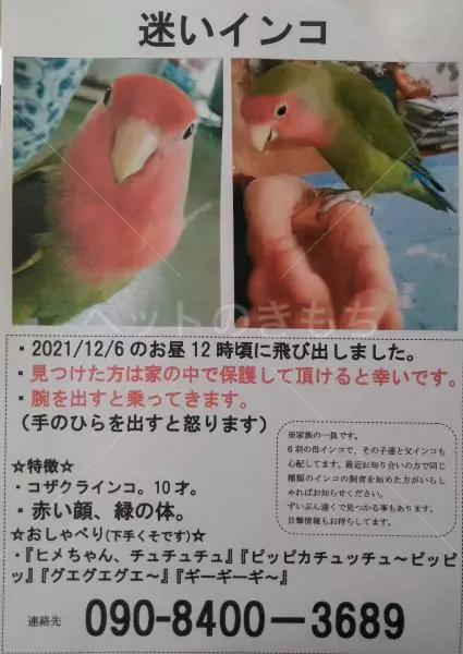 迷子鳥の画像