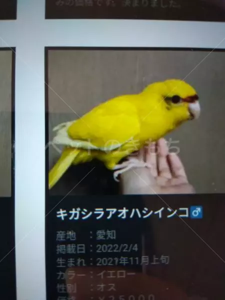迷子鳥の画像