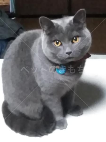 迷子猫の画像