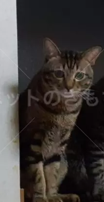 迷子猫の画像