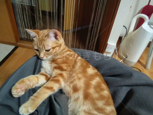 迷子猫の画像