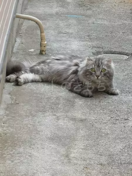 コメントの画像