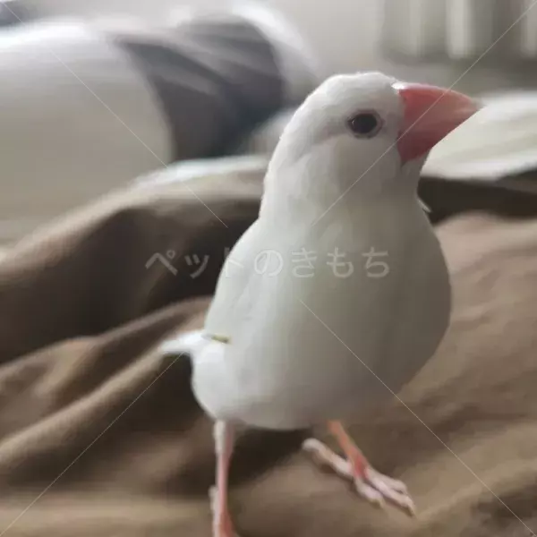 迷子鳥の画像