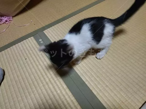 保護猫の画像