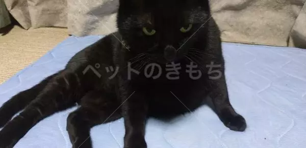 迷子猫の画像
