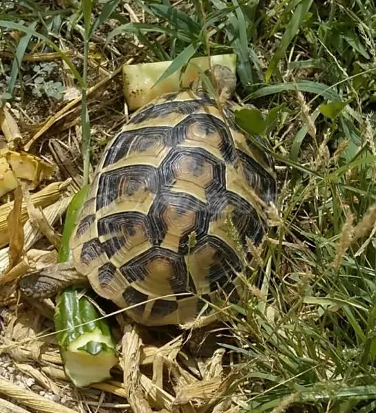 迷子ペットの画像