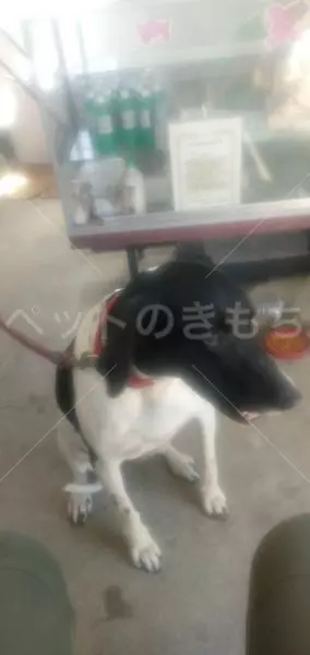 保護犬の画像