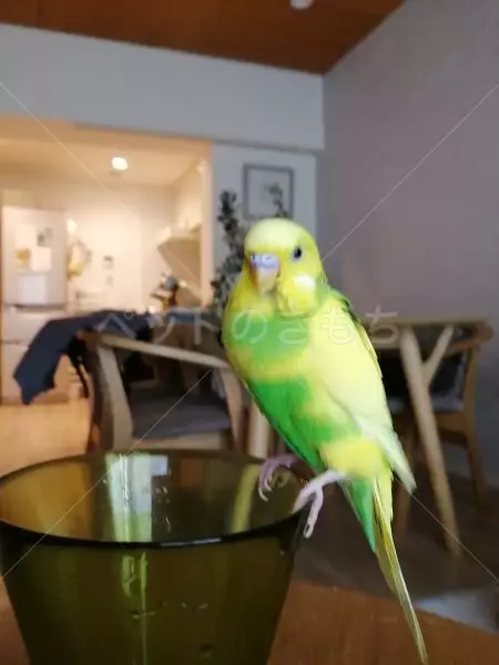 コメントの画像