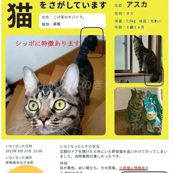 迷子猫の画像