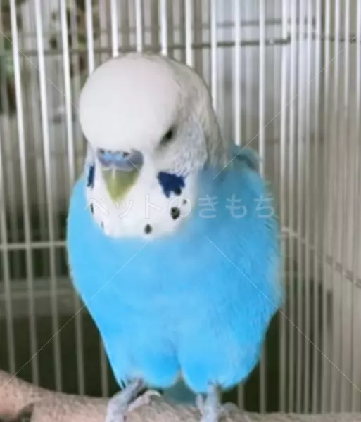 迷子鳥の画像