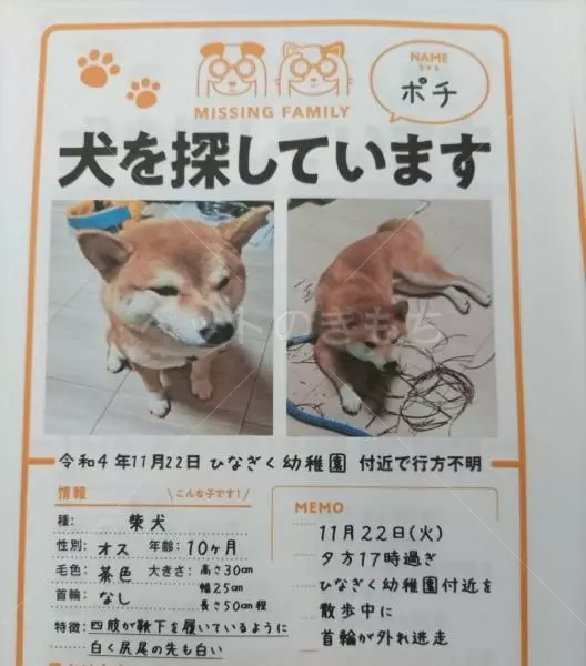 迷子犬の画像