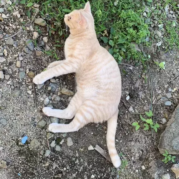 迷子猫の画像