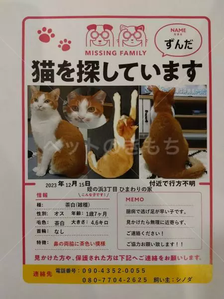 迷子猫の画像