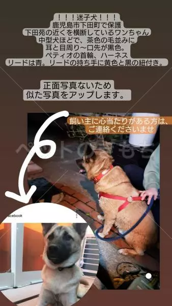 保護犬の画像