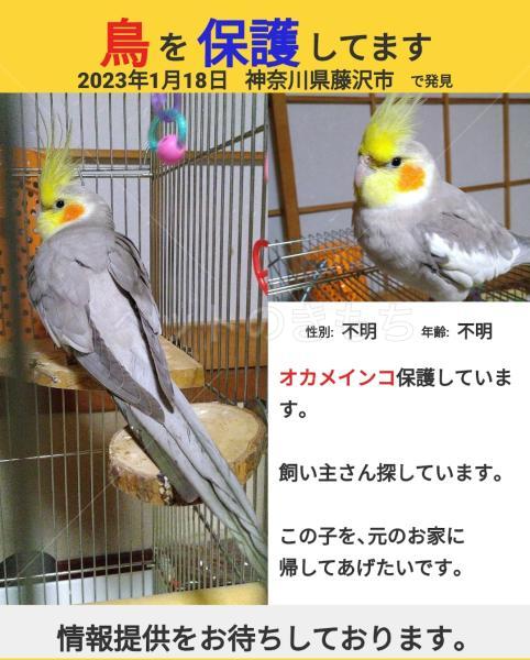 保護鳥】神奈川県藤沢市でオカメインコを保護しました。No.20893