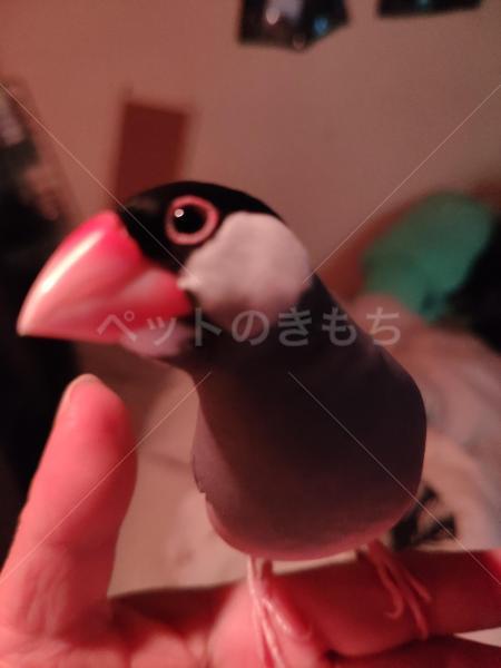 迷子鳥の画像