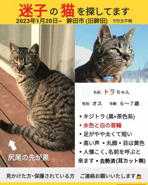 迷子猫の画像