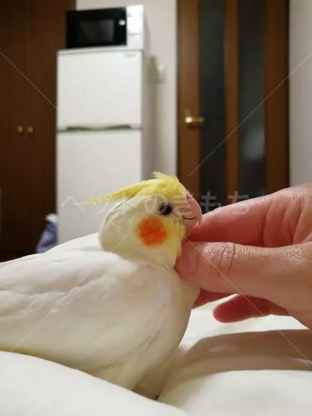 迷子鳥の画像