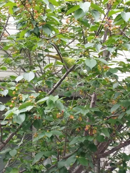 コメントの画像