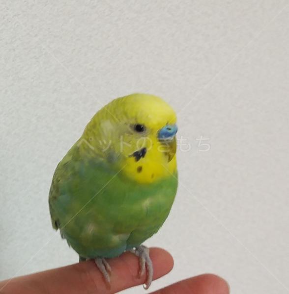 迷子鳥の画像