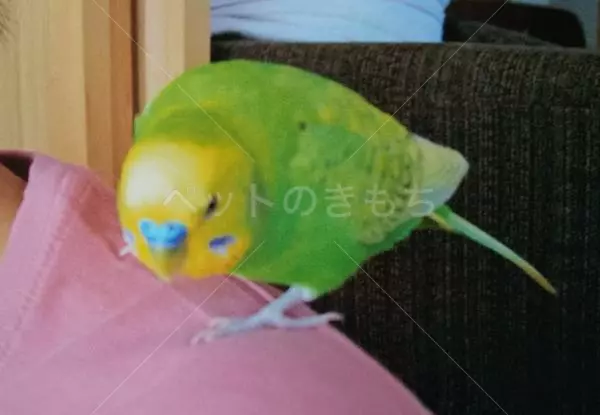 迷子鳥の画像