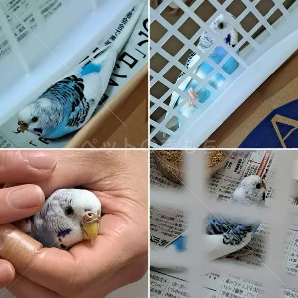 保護鳥の画像