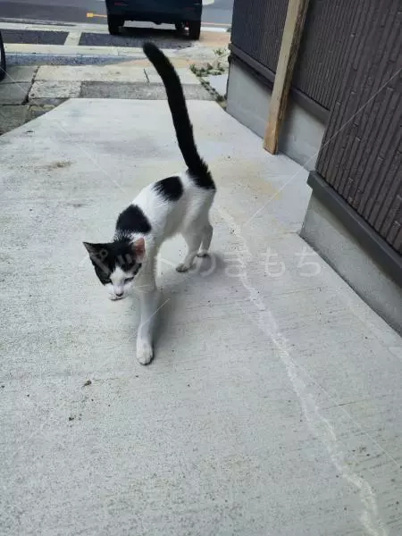 保護猫の画像
