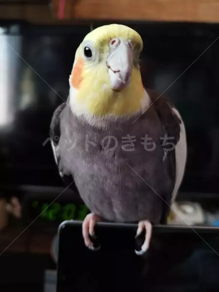 迷子鳥の画像