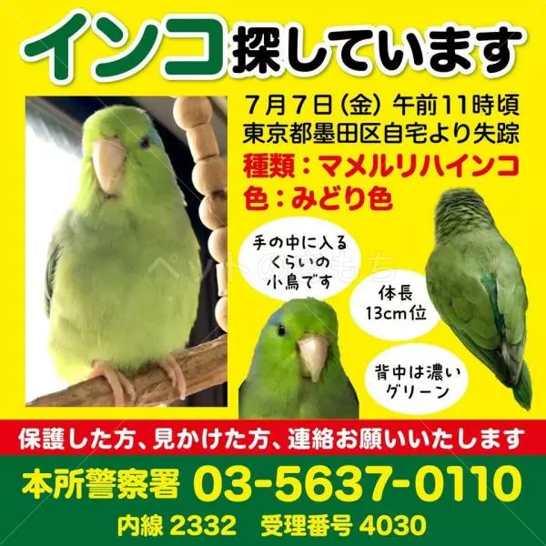 迷子鳥の画像