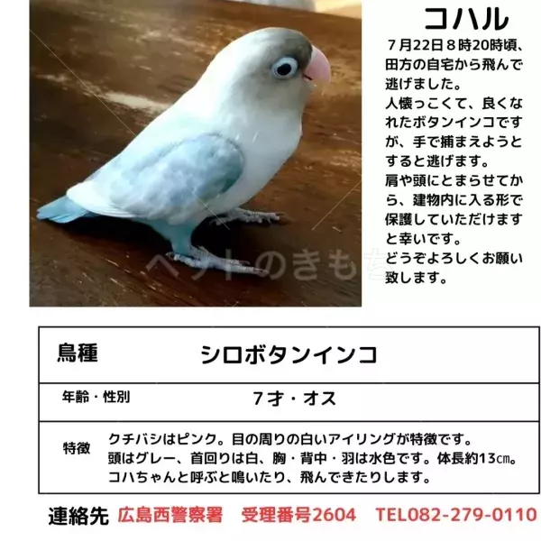 迷子鳥の画像