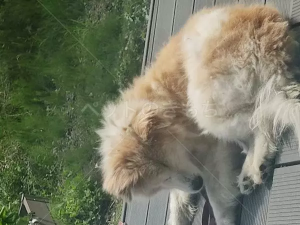 迷子犬の画像