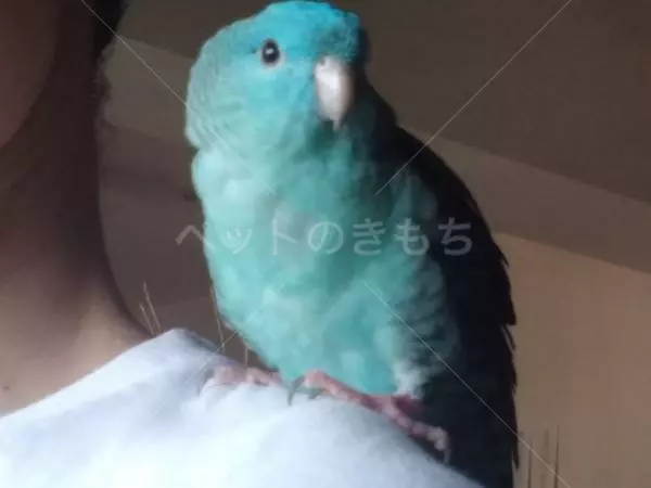 迷子鳥の画像