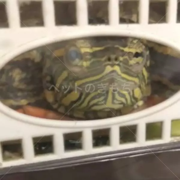 迷子ペットの画像