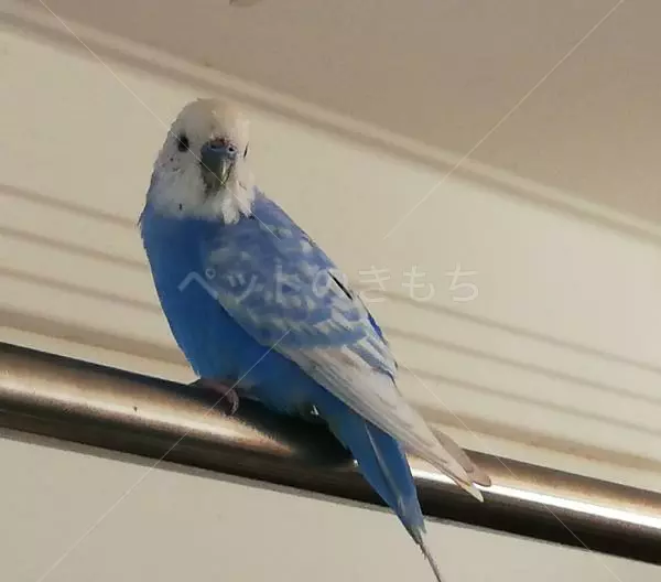 保護鳥の画像