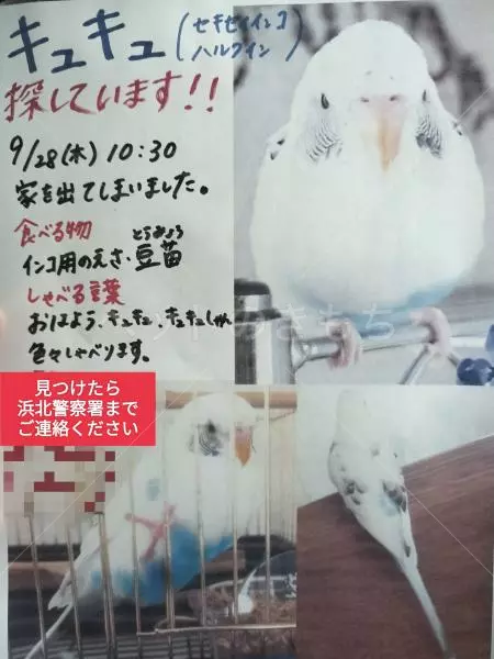迷子鳥の画像
